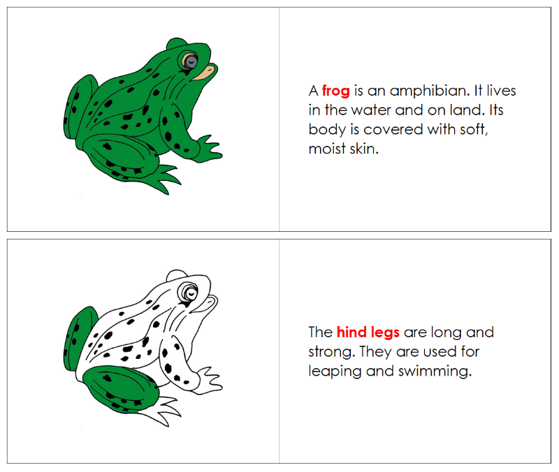 Parts of a Frog Nomenclature Book - Montessori Print Shop Digital Download