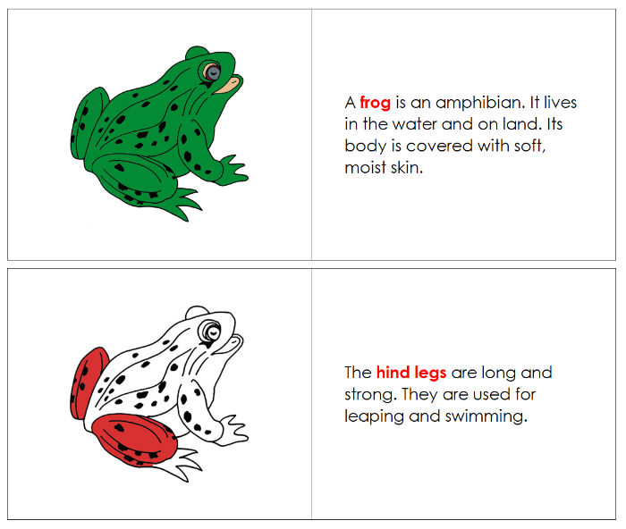 Parts of a Frog Nomenclature Book - Montessori Print Shop Digital Download