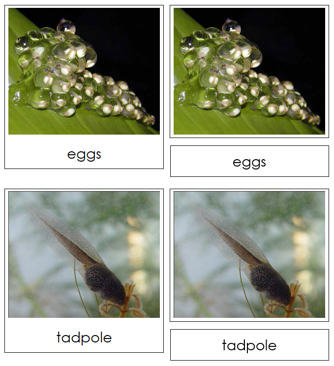 Frog Life Cycle Nomenclature 3-Part Cards & Charts - Montessori Print Shop Digital Download