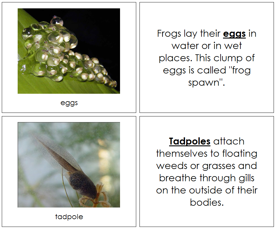 Frog Life Cycle Nomenclature Book - Montessori Print Shop Digital Download