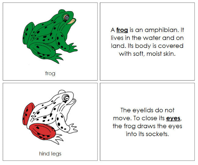Montessori Frog Nomenclature Book - Montessori Print Shop Digital Download