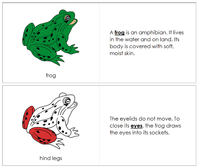 Parts of a Frog Nomenclature Book (red) - Montessori Print Shop Digital Download