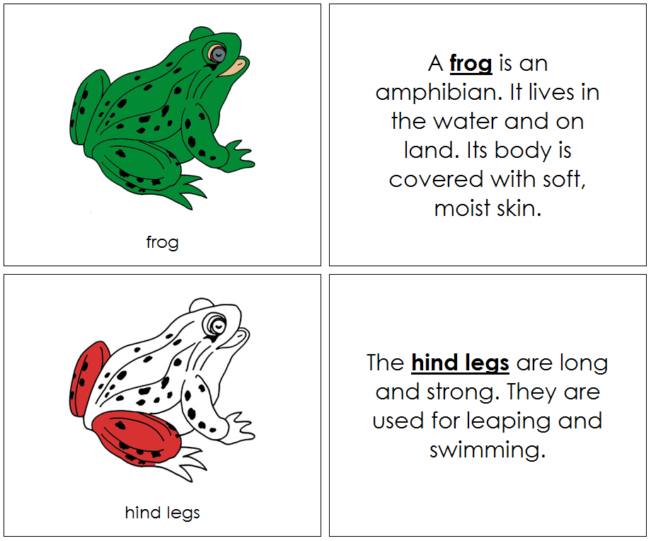 Parts of a Frog Nomenclature Book (red) - Montessori Print Shop