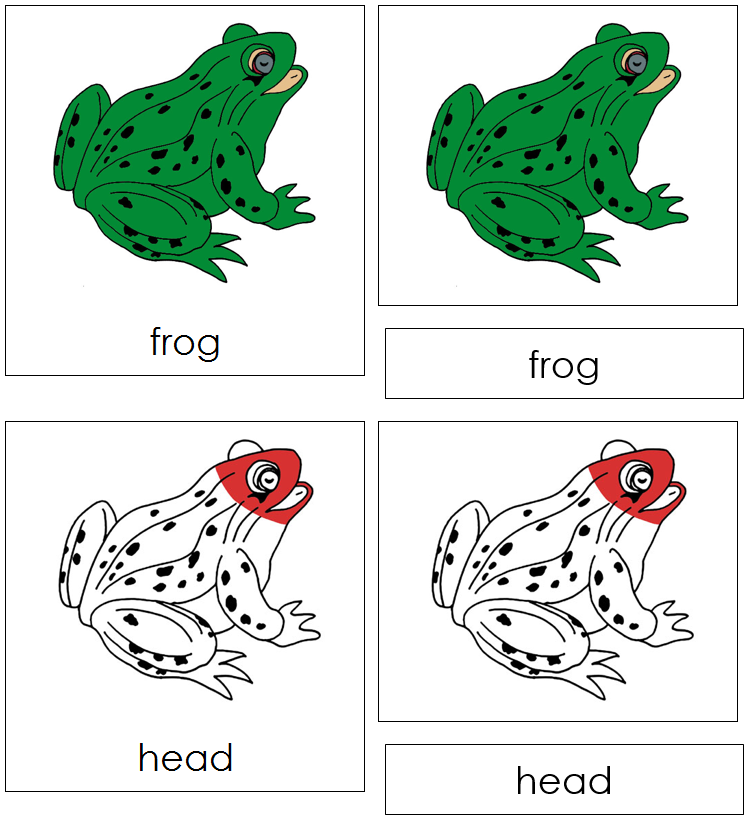 Frog Nomenclature Cards (red) - Montessori Print Shop Digital Download