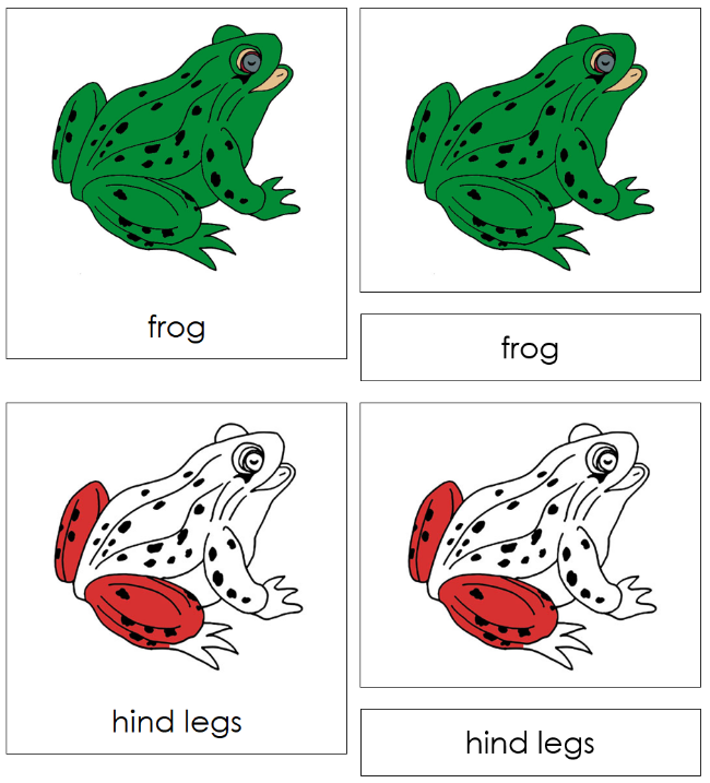 Montessori Frog Nomenclature 3-Part Cards - Montessori Print Shop Digital Download