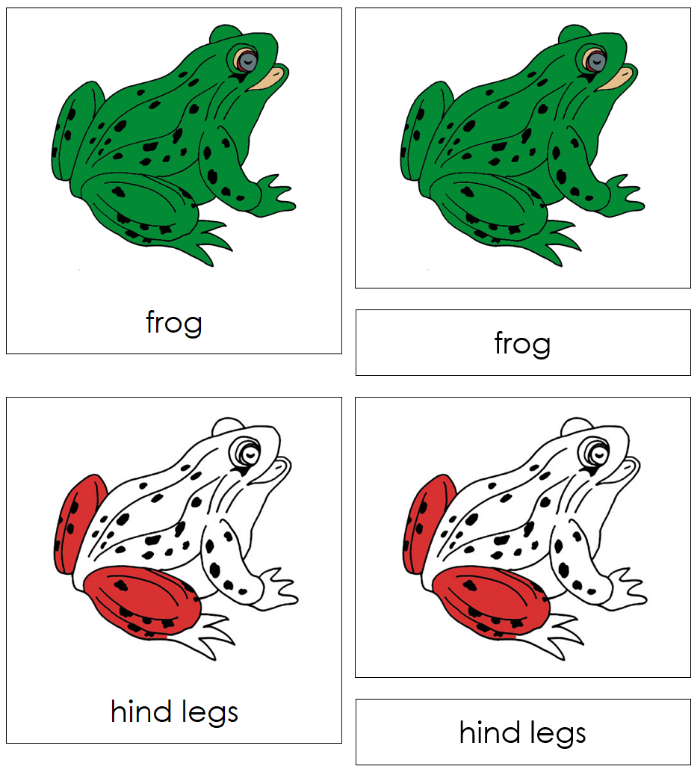 Parts of a Frog Nomenclature Cards - Montessori Print Shop Digital Download