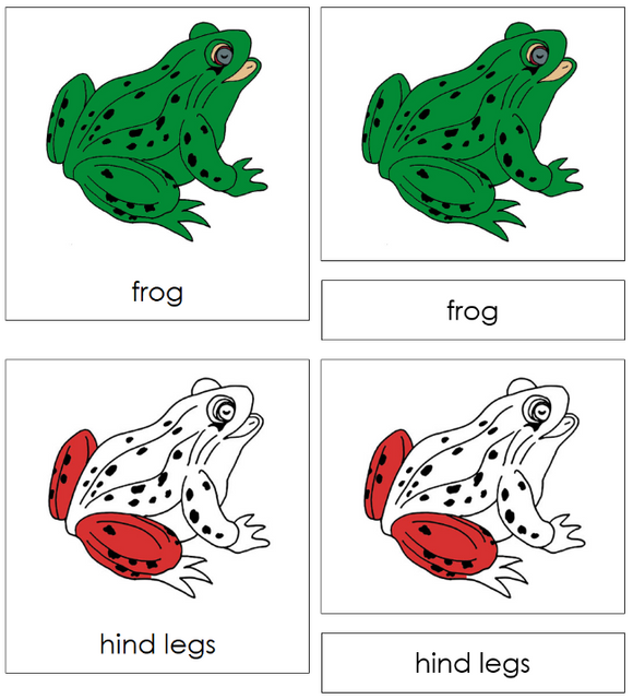 Montessori Frog Nomenclature Definition Set - Montessori Print Shop Digital Download