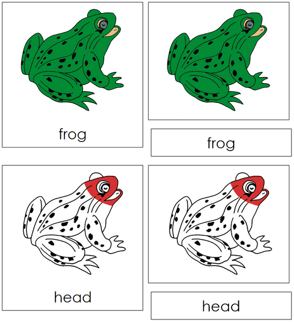 Frog Nomenclature Cards (red) - Montessori Print Shop