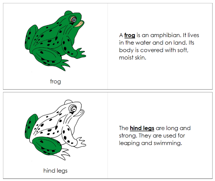 Parts of a Frog Nomenclature Book - Montessori Print Shop Digital Download