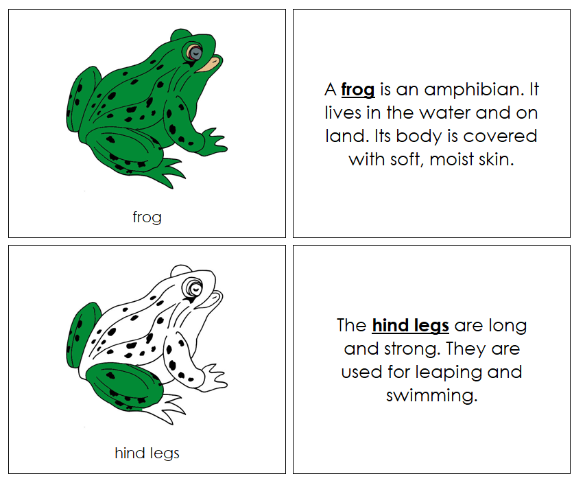 Parts of a Frog Nomenclature Book - Montessori Print Shop Digital Download