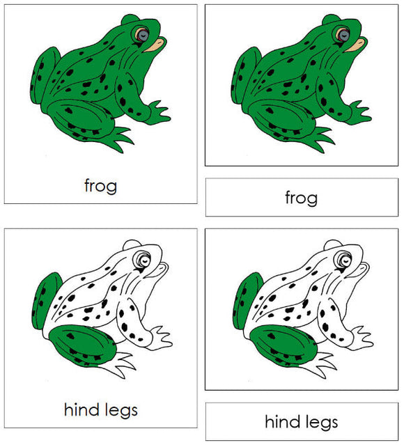 Parts of a Frog 3-Part Nomenclature Cards - Montessori Print Shop Digital Download