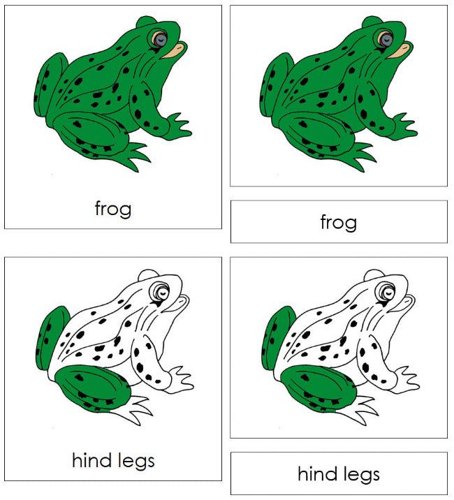 Montessori Frog 3-Part Nomenclature Cards - Montessori Print Shop Digital Download