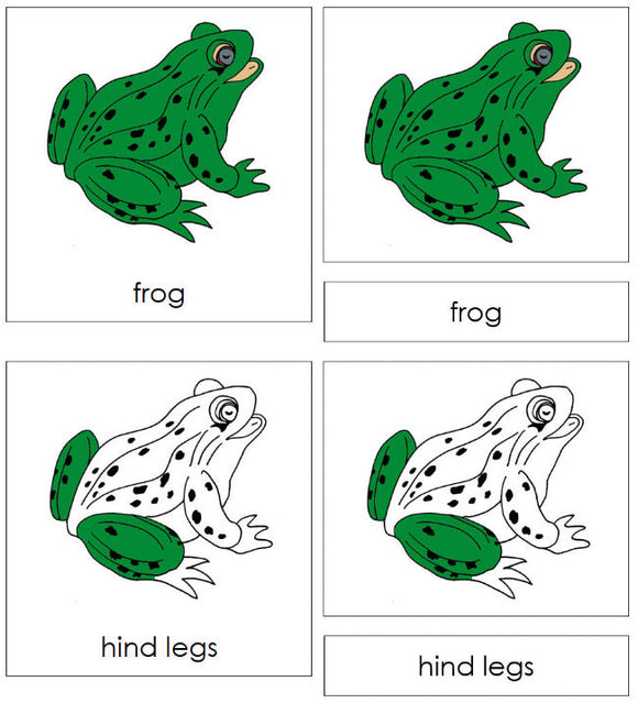 Montessori Frog Nomenclature Definition Set - Montessori Print Shop Digital Download