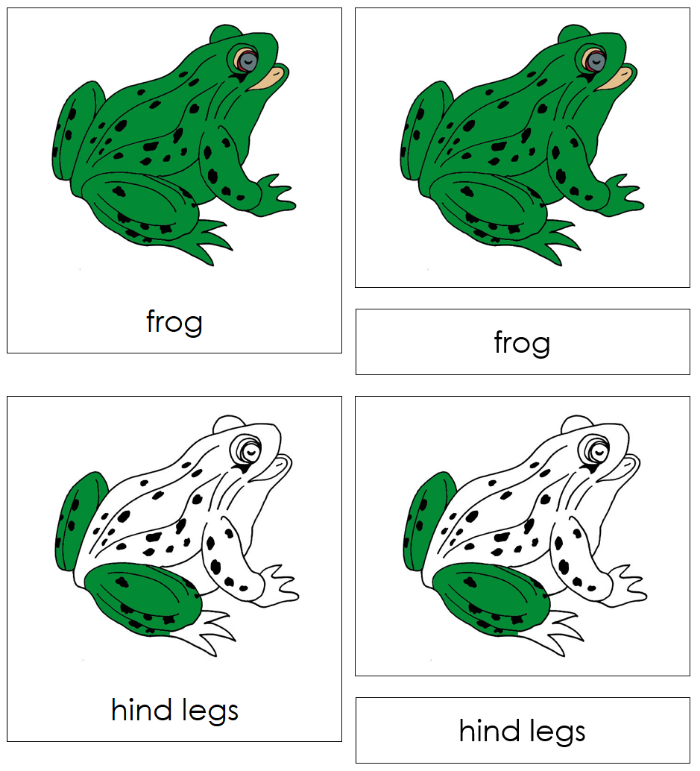 Parts of a Frog Nomenclature Cards - Montessori Print Shop Digital Download