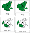 Frog Nomenclature Cards - Montessori Print Shop