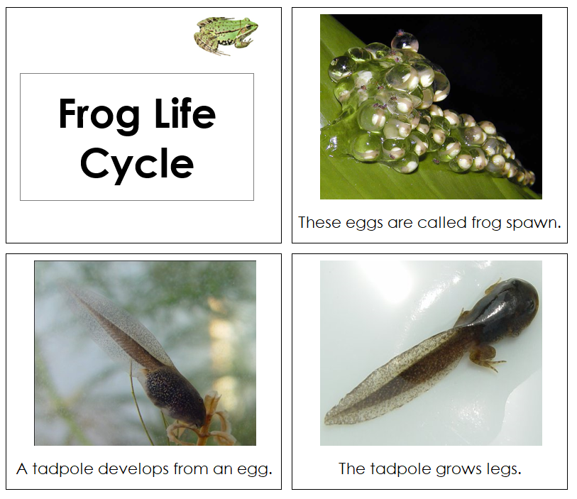 Frog Life Cycle Book - Toddler - Montessori Print Shop Digital Download