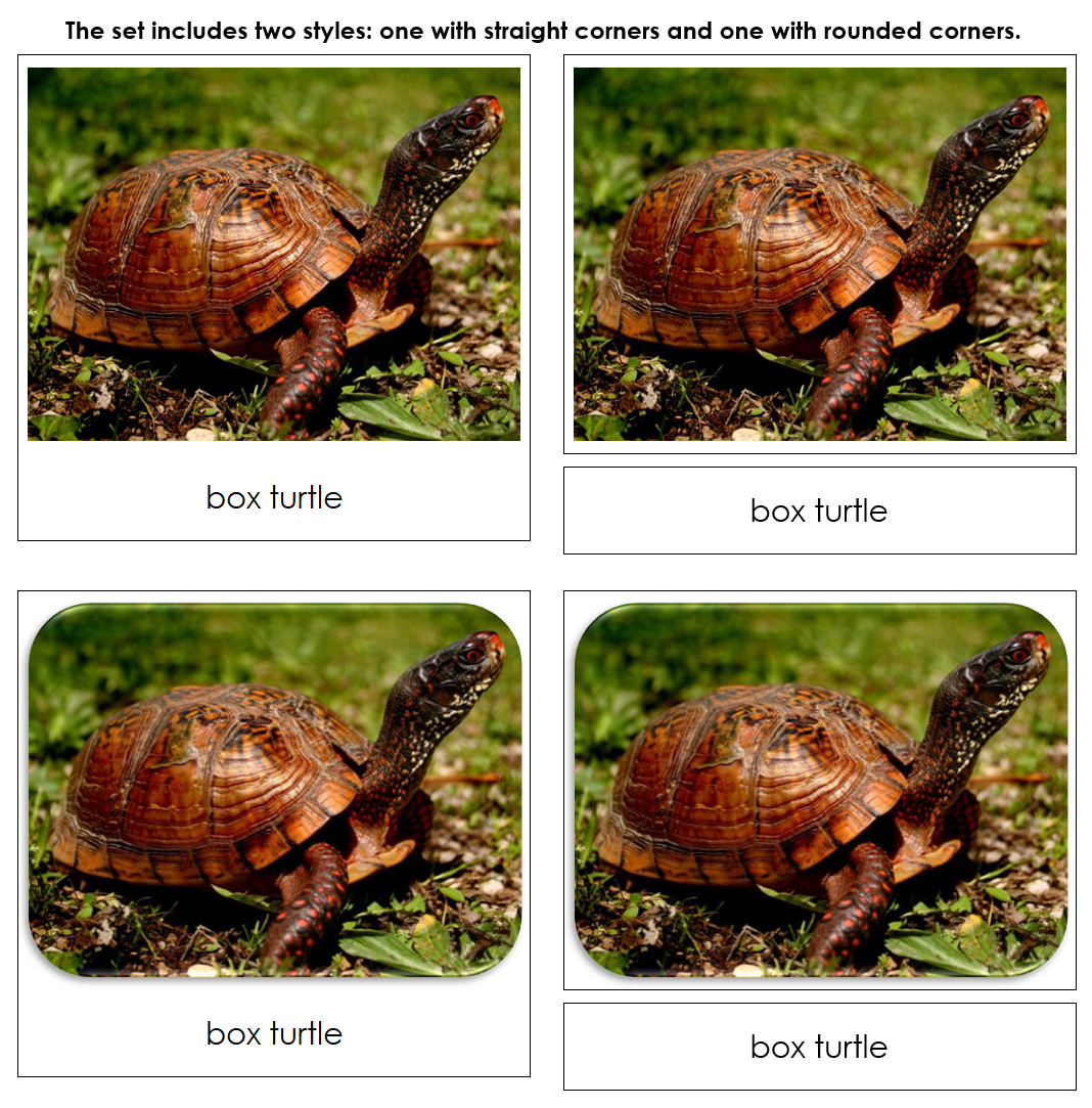 Frogs & Turtles - Safari Toob Cards - Montessori Print Shop Digital Download