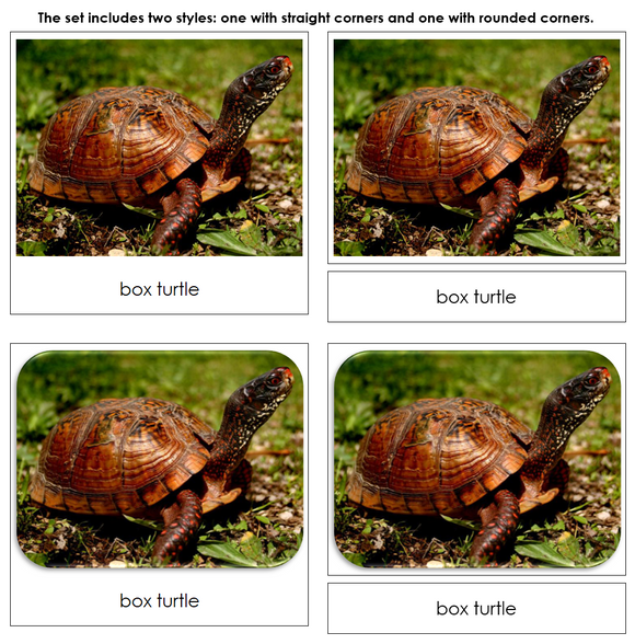 Frogs & Turtles - Safari Toob Cards - Montessori Print Shop Digital Download
