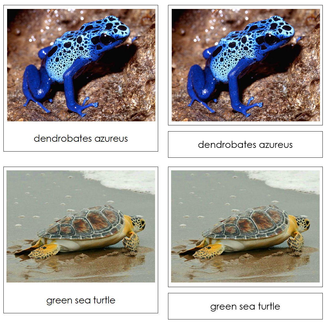 Frogs & Turtles - Safari Toob Cards - Montessori Print Shop Digital Download