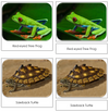 Frogs and Toads Safari Toob Cards - Montessori Print Shop