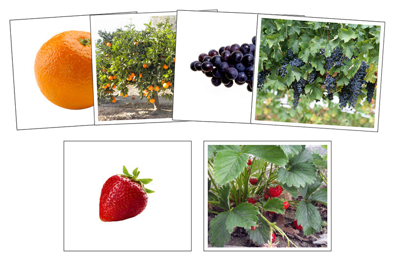Fruit & Plant Matching Cards - Montessori Print Shop Digital Download preschool cards