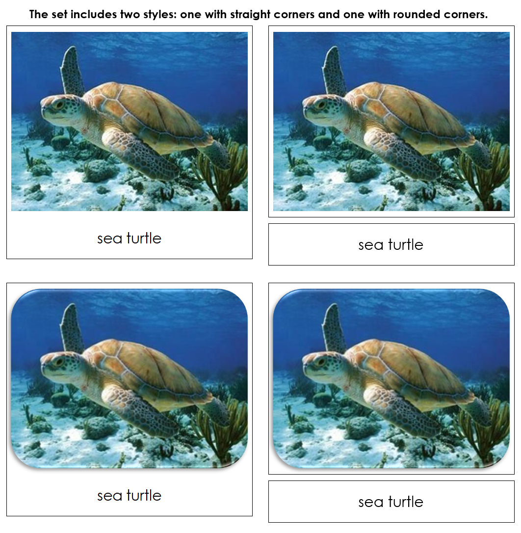 Galapagos Safari Toob Cards - Montessori Print Shop Digital Download