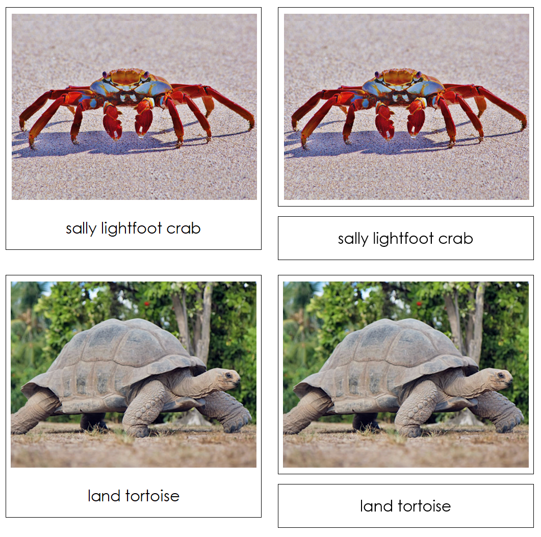 Galapagos Safari Toob Cards - Montessori Print Shop Digital Download