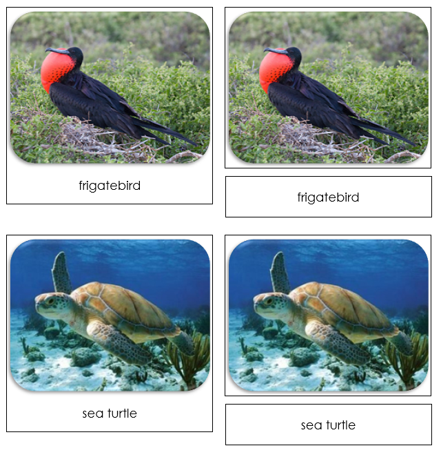 Galapagos Safari Toob Cards - Montessori Print Shop