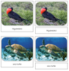 Galapagos Safari Toob Cards - Montessori Print Shop