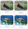 Galapagos Safari Toob Cards - Montessori Print Shop