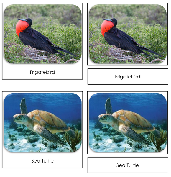 Galapagos Safari Toob Cards - Montessori Print Shop