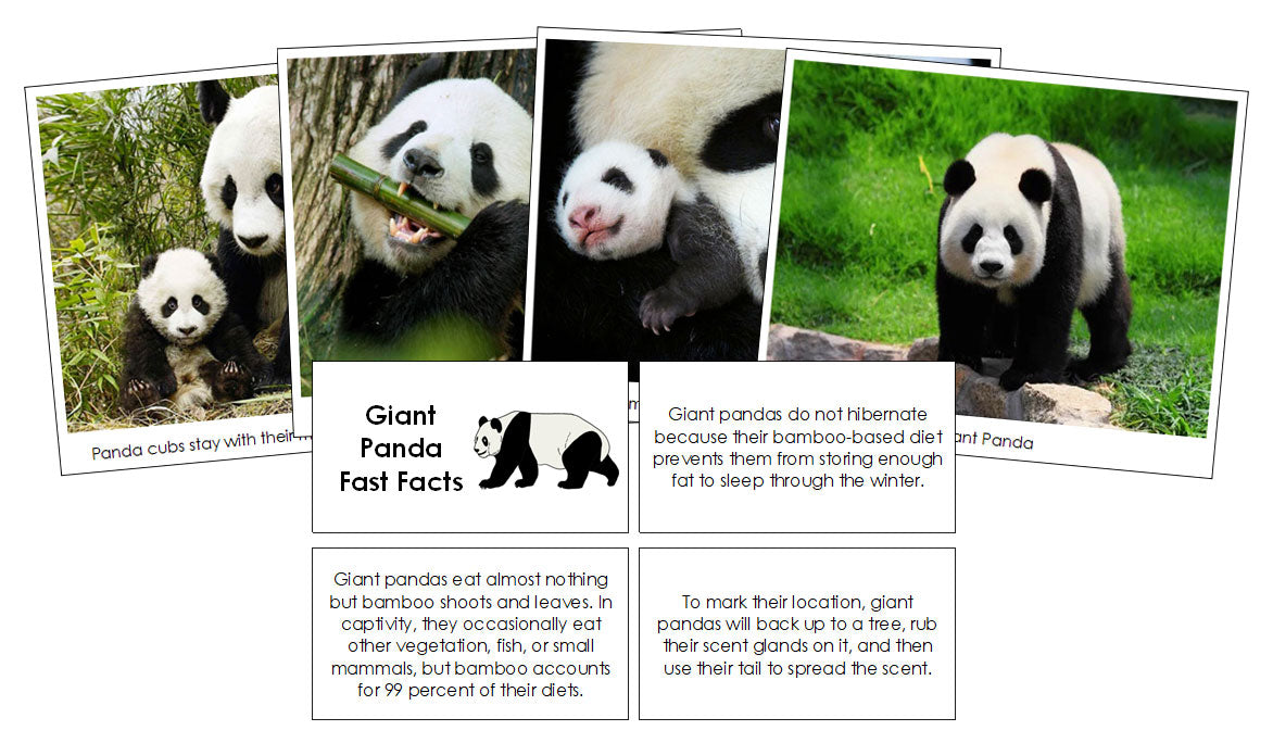 Giant Panda Fast Facts & Pictures - Montessori Print Shop Digital Download