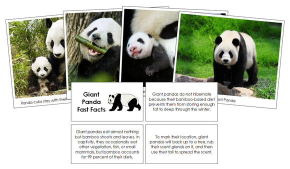 Giant Panda Fast Facts & Pictures - Montessori Print Shop