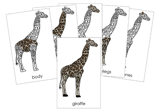 Parts of a Giraffe 3-Part Nomenclature Cards and Blackline Master - Montessori Print Shop Digital Download