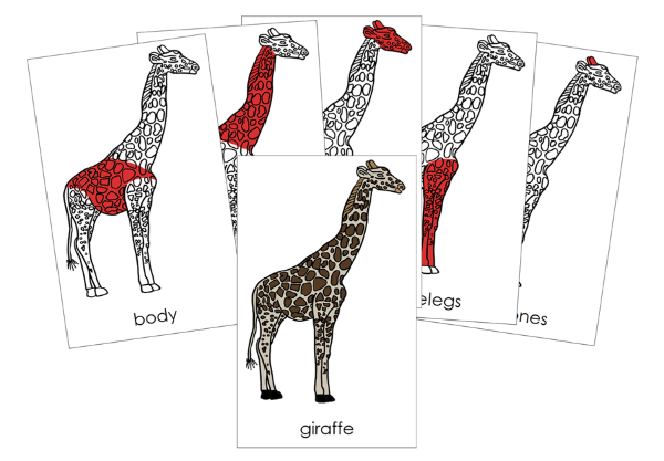 Parts of a Giraffe 3-Part Nomenclature Cards (red) and Blackline Master - Montessori Print Shop Digital Download