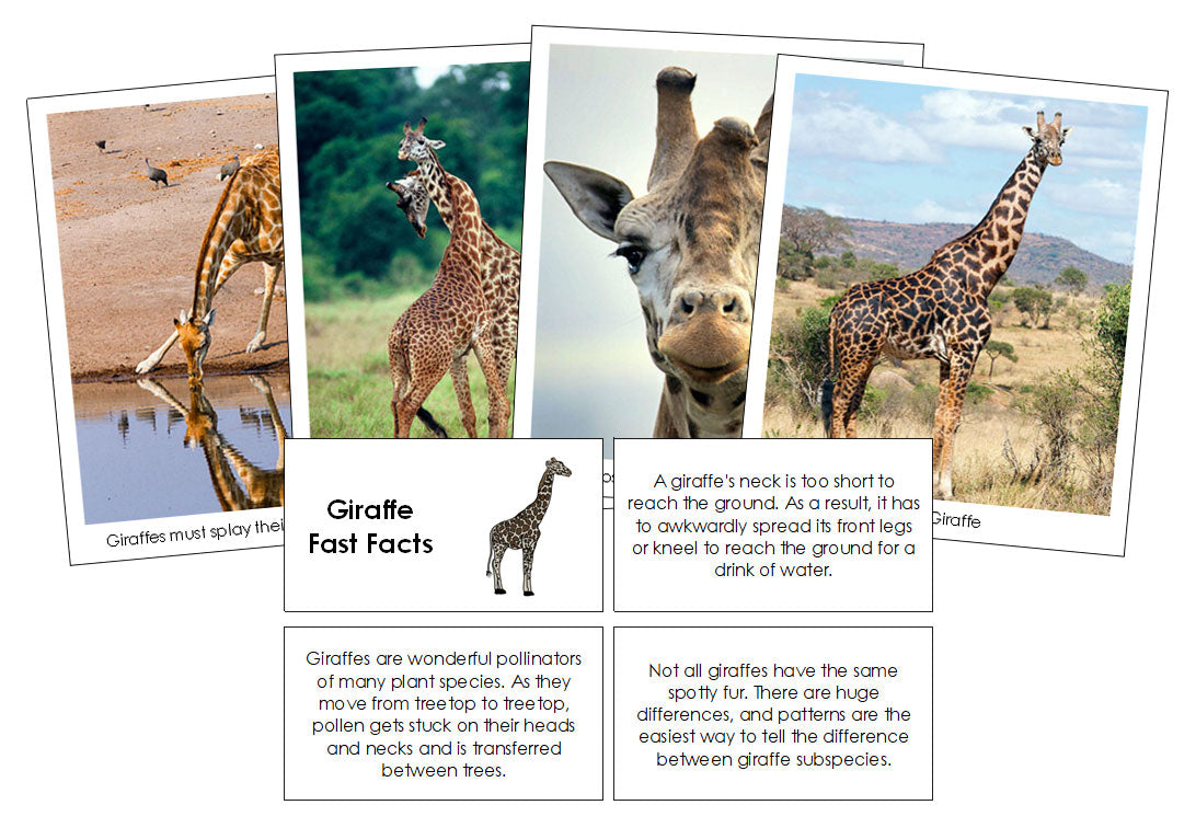 Giraffe Fast Facts & Pictures - Montessori Print Shop