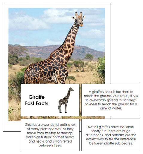 Giraffe Fast Facts & Pictures - Montessori Print Shop