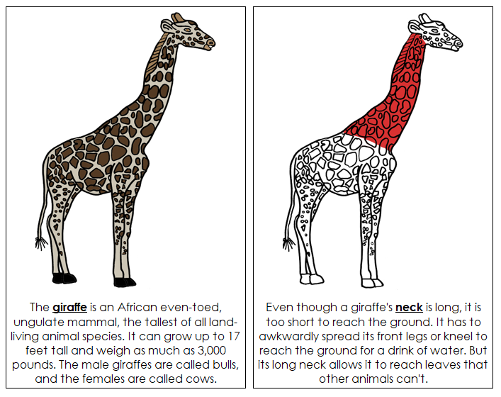 Parts of a Giraffe Nomenclature Book (red) - Montessori Print Shop Digital Download