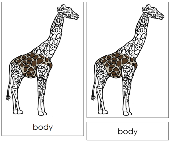 Parts of a Giraffe 3-Part Nomenclature Cards and Blackline Master - Montessori Print Shop Digital Download