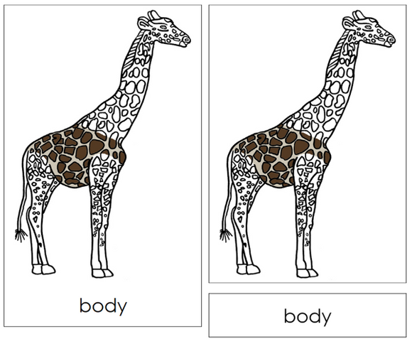 Parts of a Giraffe 3-Part Nomenclature Cards and Blackline Master - Montessori Print Shop Digital Download