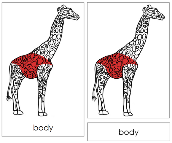 Parts of a Giraffe 3-Part Nomenclature Cards (red) and Blackline Master - Montessori Print Shop Digital Download