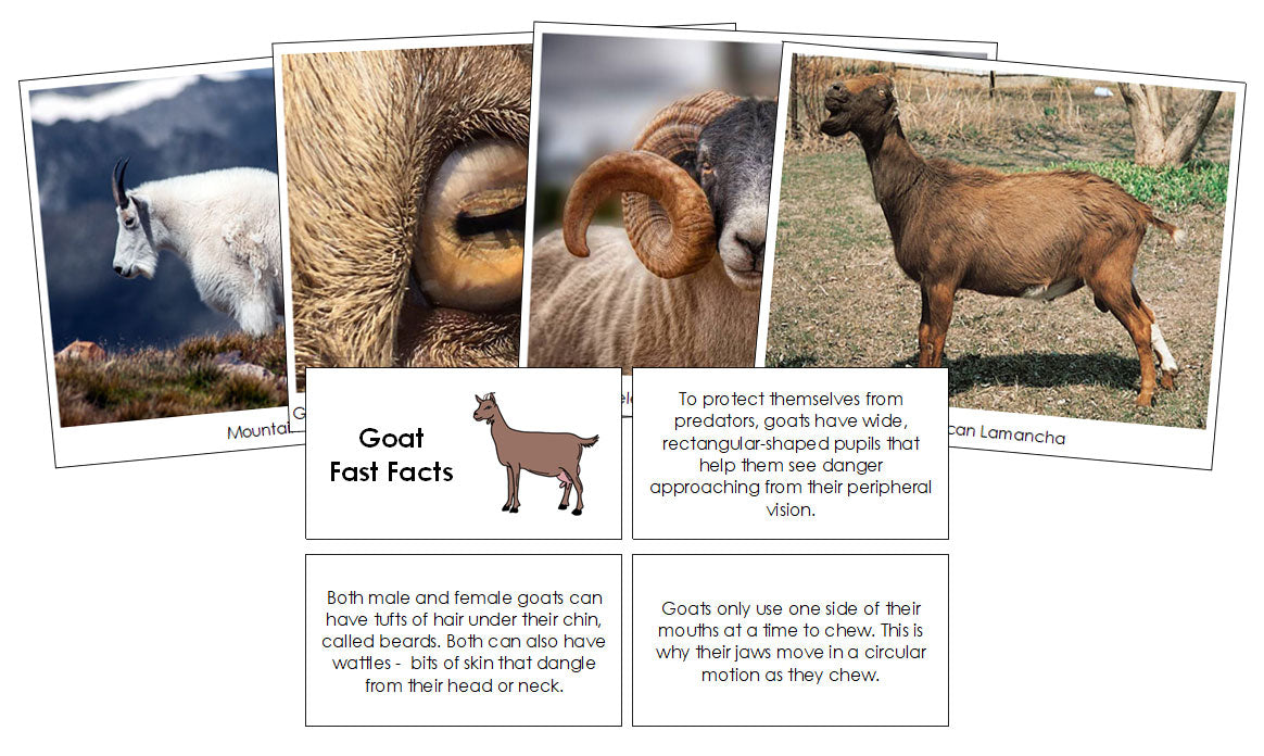 Goat Fast Facts & Pictures - Montessori Print Shop Digital Download