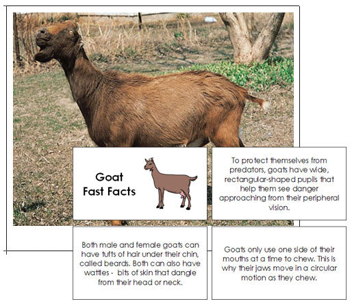 Goat Fast Facts & Pictures - Montessori Print Shop