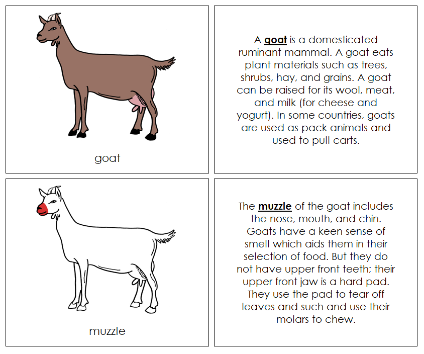 Goat Nomenclature Book (red) - Montessori Print Shop Digital Download