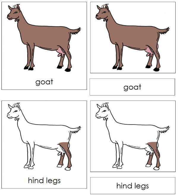Parts of a Goat 3-Part Nomenclature Cards - Montessori Print Shop Digital Download