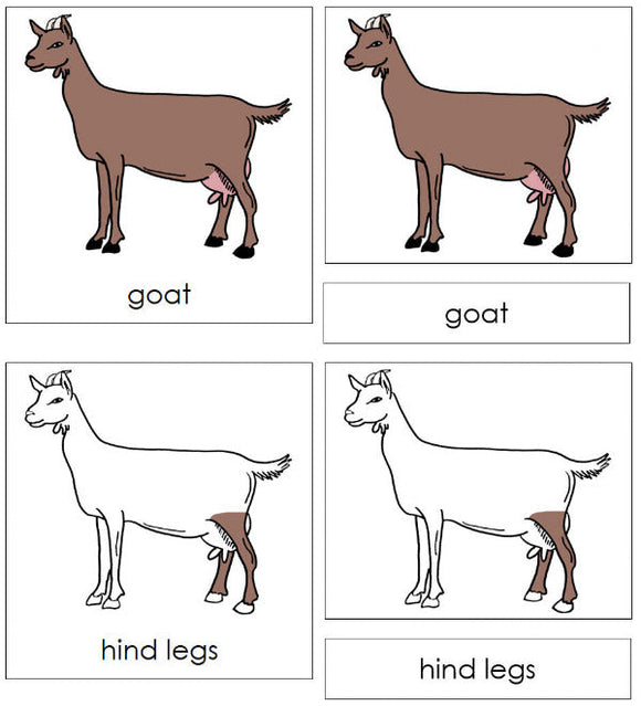 Parts of a Goat 3-Part Nomenclature Cards - Montessori Print Shop Digital Download