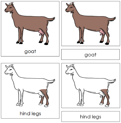 Goat Nomenclature 3-Part Cards - Montessori Print Shop