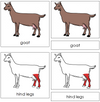 Goat Nomenclature 3-Part Cards (red) - Montessori Print Shop