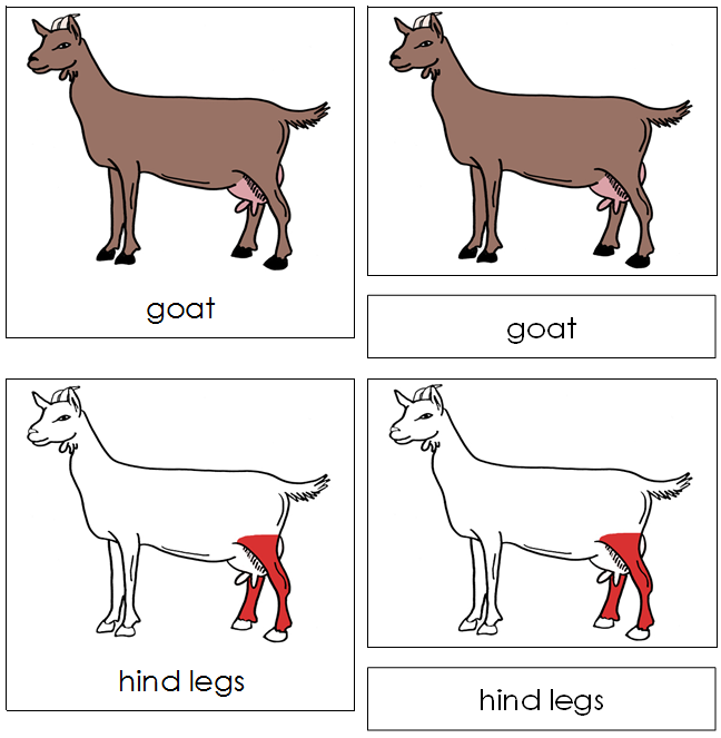 Goat Nomenclature 3-Part Cards (red) - Montessori Print Shop Digital Download