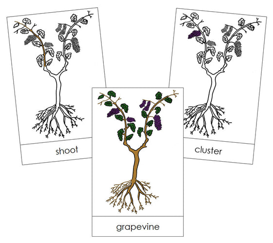 Grapevine Nomenclature Cards - Montessori Print Shop